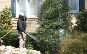 Ornamental Tree Spraying