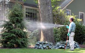 Ornamental Tree Spraying